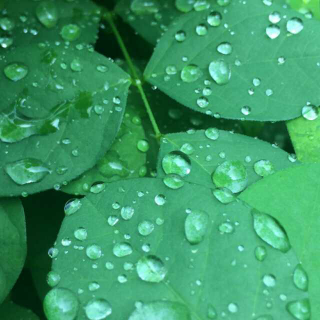 新人主播，红包雨，来我房间的都是家人。