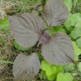 由紫苏叶说起的春天