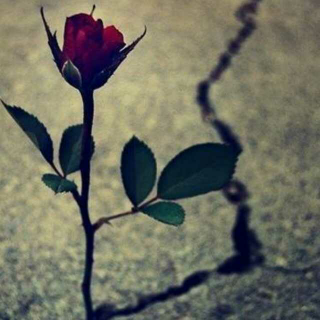 玫瑰很美  深刺人心