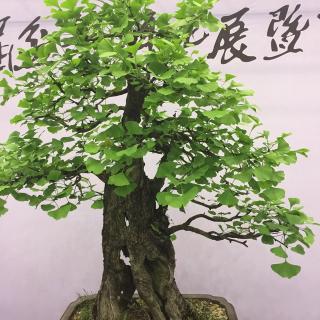 《尼尔斯骑鹅旅行记》 选段 47