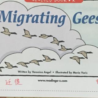 migrating geese(xenia)