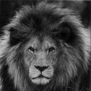 #动物世界#已经在野外灭绝的巴巴里狮的叫声