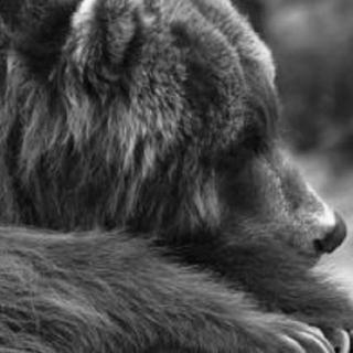 #动物世界#墨西哥灰熊的叫声