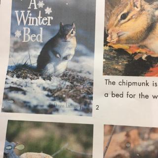 A Winter Bed