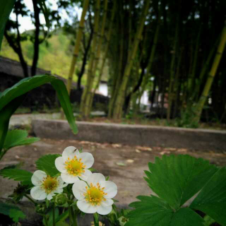 《沙乡年鉴》丛林里的大合唱