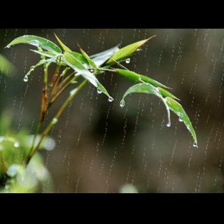 夏雨