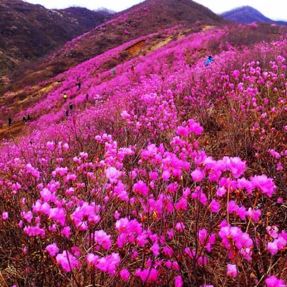 四月岫岩黄岭村,杜鹃花开映山红【作者青帝】