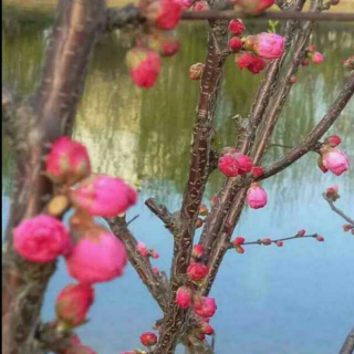 同学妈妈的生日祝福！