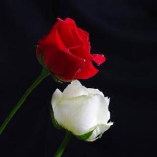 红玫瑰🌹和白玫瑰🌹---朱可馨