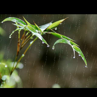 春雨