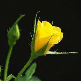 林清玄：黄玫瑰的心