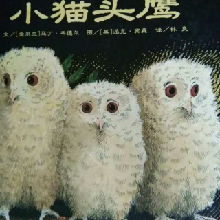 《小猫头鹰》