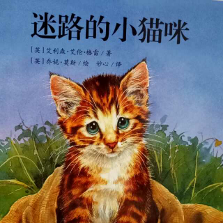 迷路的小猫咪🐱