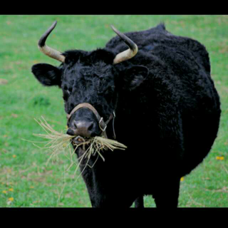 第72集 为什么牛吃完草后还不停地咀嚼?