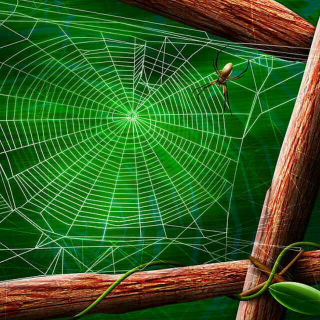 为什么蜘蛛网不粘蜘蛛