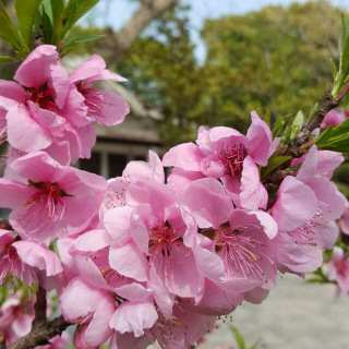 幼学琼林 岁时