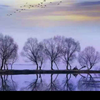 静月听风朗诵《一棵开花的树》/席慕容