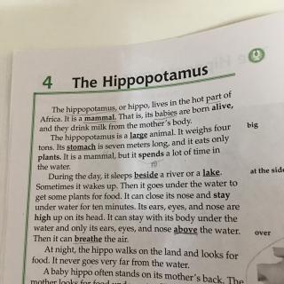 The Hippopotamus