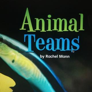 Animal Teams