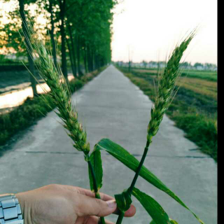 你永远不知道在你离家的这段时间里。你的父母有多么想你