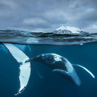 「梦中后摇呓语2」大海深处一只鲸