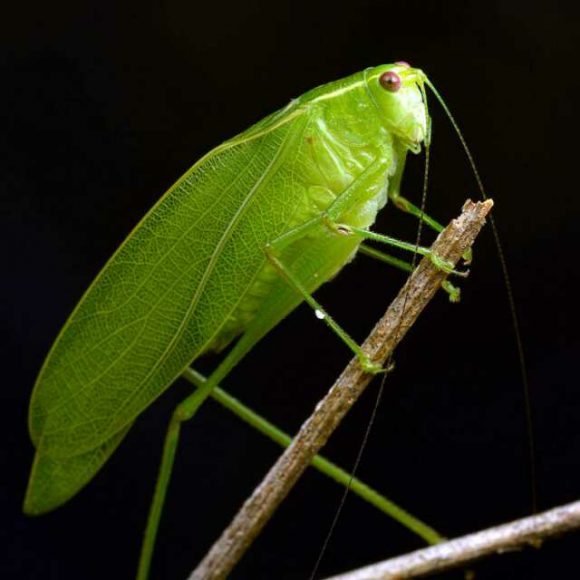 正午诗笺《诗经 周南 螽斯》