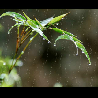 相思风雨中中