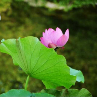 真想变成大大的荷叶