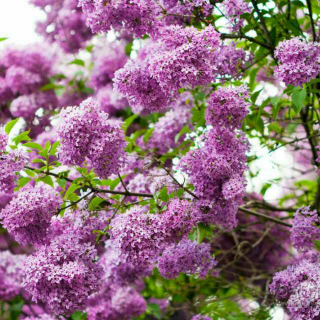 丁香花儿开  村邻