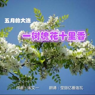 《五月的大连 一树槐花十里香》作者：宋文一 朗诵：莹丽亿番洛瓦