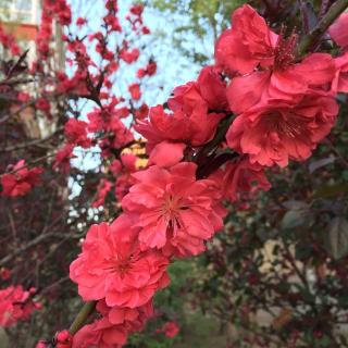 生命是一树花开    余秋雨