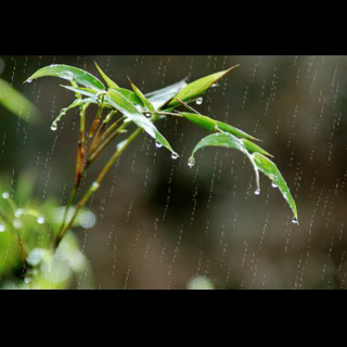 初夏的雨