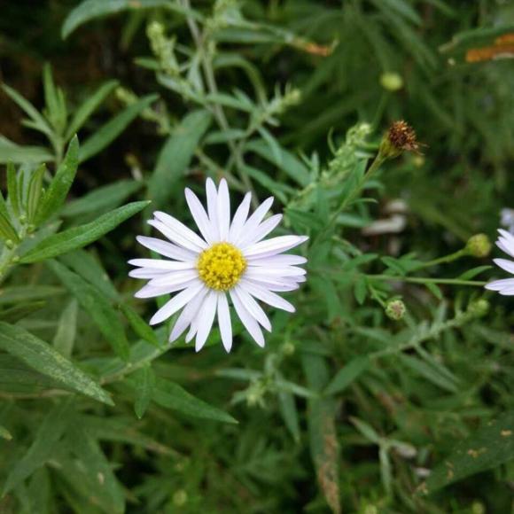  讀詩>雛菊——繆賽