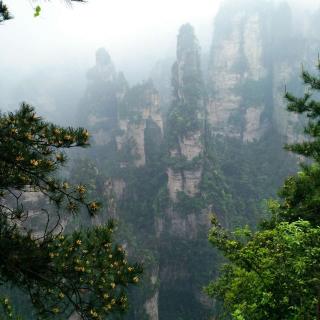 躲在树上的雨