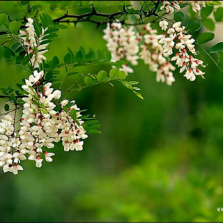 燕麦诵读:春枝散文《五月槐花香》