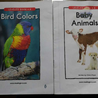 Bird colors /Baby Animals