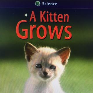 C 43 A kitten grows