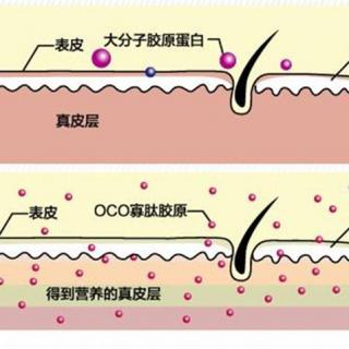 胶原蛋白和修复屏障有关系么