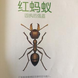 红蚂蚁 固执的强盗