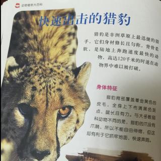 快速出击的猎豹