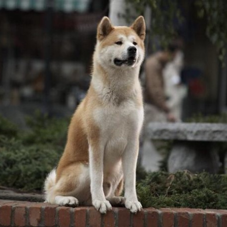 【110#2017.5.21忠犬】在线收听_微信营销微营销微商学_荔枝fm