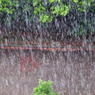 雨落纷飞-朗读:子龙