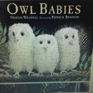 Owl Babies 猫头鹰宝宝