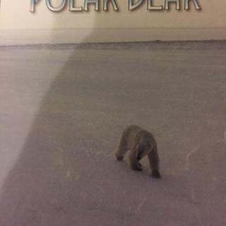 Plight of the polar bear 第二遍