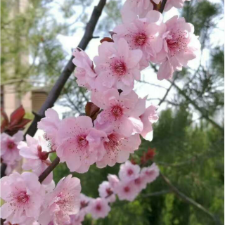 在这桃花儿盛开的山岗（戴曦）