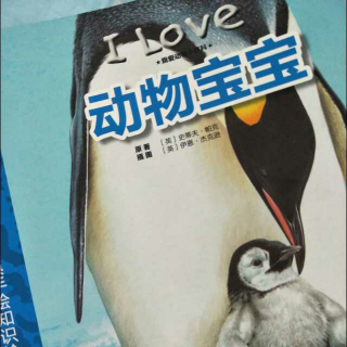 I LOVE动物宝宝