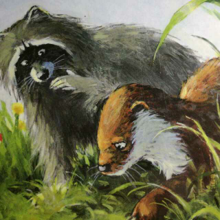 宝宝绘本故事：浣熊和水獭救了一只毛毛虫