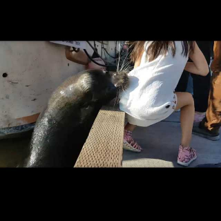 小女孩喂食被海狮拉下水