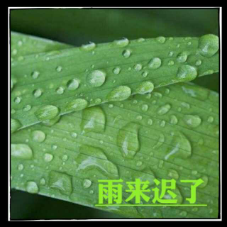 《雨来迟了》/作者: 刘月光