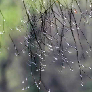 雨别  作者:舒婷  十六雨竹